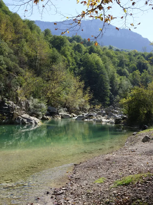 Ormanla çevrili yeşil gölet.